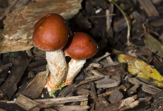 Oranjerodestropharia220907